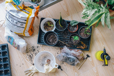 How to Start Your Own Home Garden - Apartment Living
